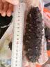 往牧大连鲜食海参 辽刺参 鲜食海参 冷冻生鲜 节假日送礼 【大连鲜食辽参2斤】共26-32只 实拍图