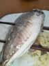 时寐东山县澳角村养殖巴浪鱼生态土豪巴浪鱼蓝圆鲹春节团圆饭食材净重 2斤4-5条 实拍图