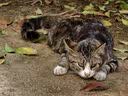亿迪猫粮冻干幼猫成猫10斤全价英短蓝猫布偶老年猫国产通用全阶段5kg 实拍图