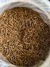 七春 红茶武夷山金骏眉散装口粮茶叶自己喝50g 实拍图