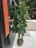 叹为观止大型植物发财树各种大颗盆栽开业乔迁客厅办公室内好养大型花卉 三杆发财树【1.6-1.8米】 含盆 实拍图