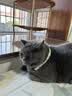 甜浪海猫咪精油项圈狗狗防护项圈猫铃铛围脖颈圈猫狗圈项链配饰宠物用品 实拍图
