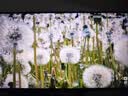 泰坦军团 31.5英寸2304分区 MiniLED 4K 160Hz双模320Hz HDR1000 DyDs0.5ms消除拖影 电竞显示器P326MV MAX 实拍图