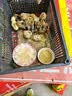 活体小鸡苗纯种土鸡三黄鸡麻黄鸡乌黑鸡品种可选(现货1天内发货) 单价2块 青脚土鸡 30只 贈5路损 实拍图