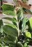 植男植女金钱树大型盆栽植物室内客厅落地办公室轻奢招财好养绿植源头直发 实拍图