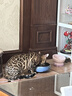 pidan经典混合猫砂 豆腐膨润土混合 3.6kg款4包装 实拍图