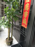 叹为观止大型植物发财树各种大颗盆栽开业乔迁客厅办公室内好养大型花卉 三杆发财树【1.6-1.8米】 含盆 实拍图