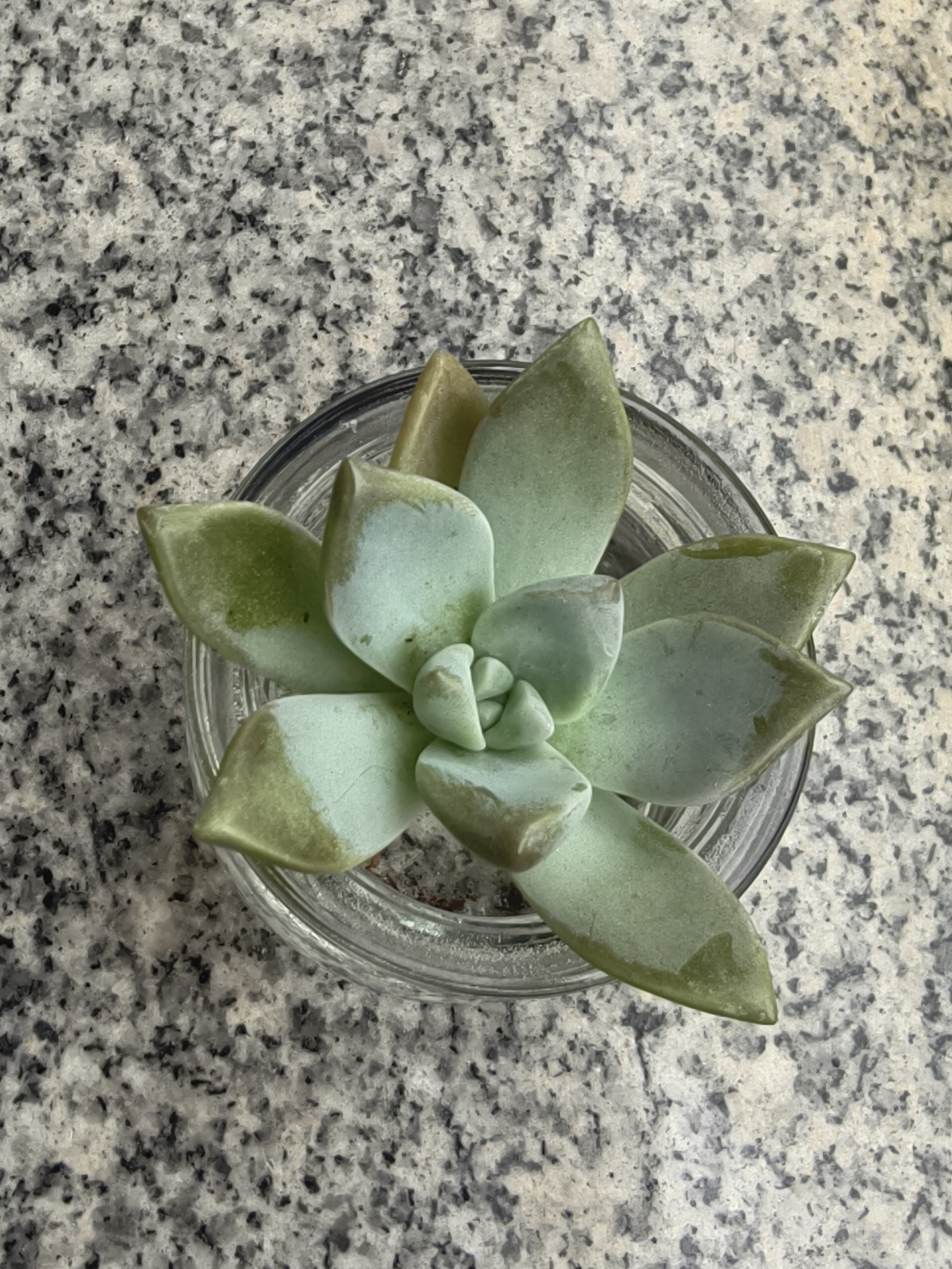 墨一多肉植物室内带盆组合小盆栽带桩大颗好养活多品种花卉绿植营养土 10颗不重复 实拍图