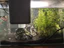 疯狂水草小型鱼缸壁挂过滤器C1净水静音循环泵三合一增氧泵吸粪 实拍图