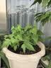 AXE斧头牌油柑白茶护肤洗洁精1kg*2瓶 果蔬奶瓶安心洗 实拍图