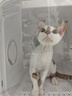 霍曼宠物烘干箱Pro 猫咪吹风机狗狗自动吹干箱底部出风快速烘干更安静 实拍图