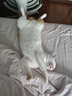 网易严选全价猫粮4.0 成幼猫粮无谷全阶段猫粮猫咪食品 乳鸽乌鸡味1.5kg 实拍图