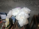 山东菏泽芍药鲜花花束重瓣大花苞基地直发鲜切花【全色系】 芍药-杨贵妃出浴【花苞/支2.5-3.0公分】 【5支】长度/支45公分以上 实拍图
