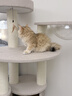 兽牌森林猫爬架大型猫树猫窝一体豪华剑麻猫架太空舱缅因大猫四季适用 森林【经典款】 实拍图