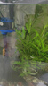 森森鱼缸增氧泵水族箱氧气泵LQE-100家用小型充氧泵4W单孔+全套配件 实拍图