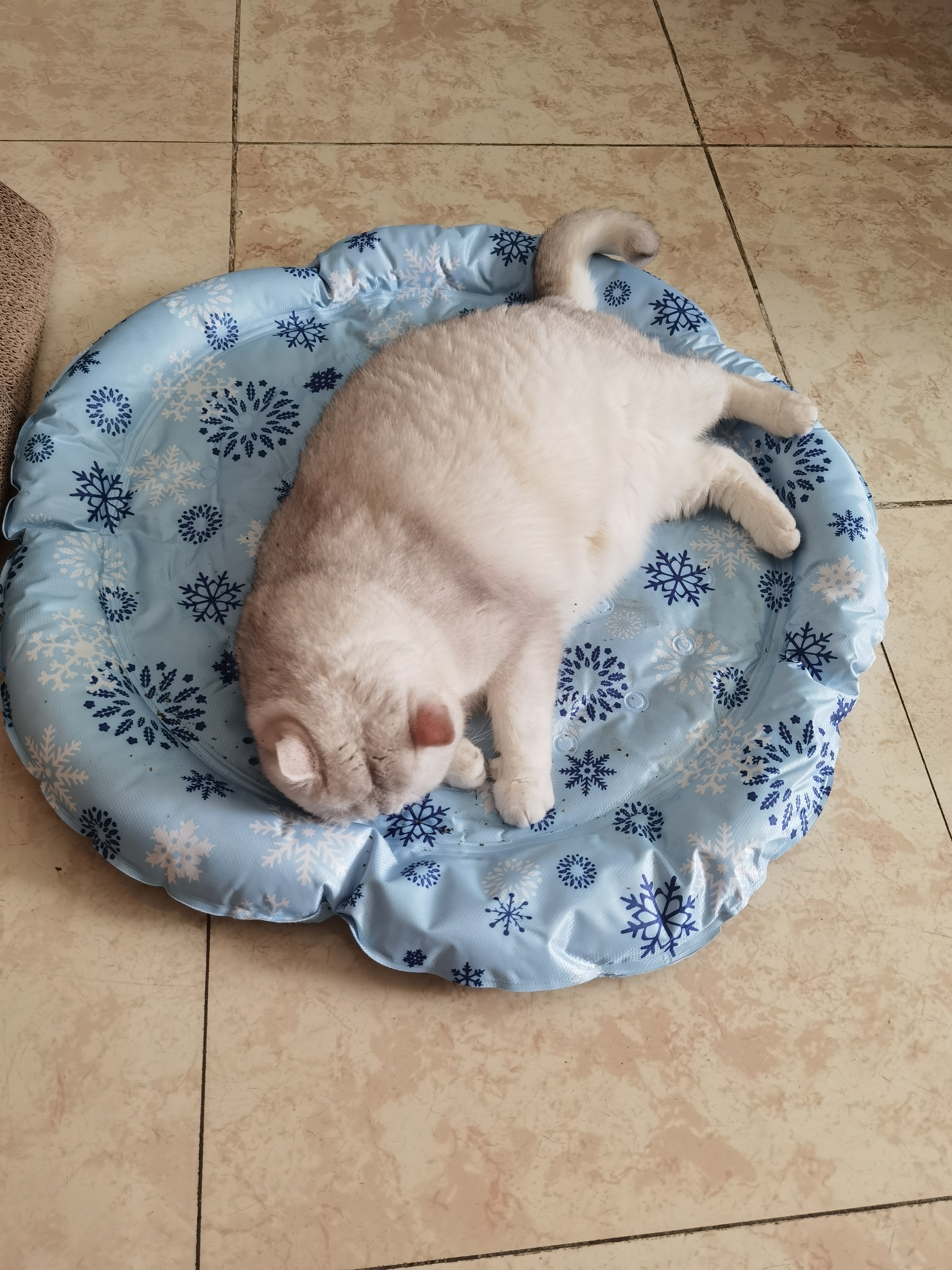 憨憨乐园宠物冰垫猫咪冰窝狗狗夏天凉席窝防水耐刮夏季降温猫窝凉垫XL号 实拍图