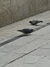 贝亲（Pigeon）婴儿爽身粉 舒缓干爽 玉米粉爽身粉  无滑石粉 无香精 50g HA15 实拍图