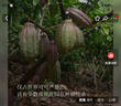 SOILETA纳西奥生可可粉150g cacao未碱化咖啡牛奶伴侣烘焙冲饮 实拍图