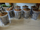 花沃里控根花盆带托盘 防烂根透气蝴蝶兰花盆栽种菜多肉塑料盆14口径3个 实拍图