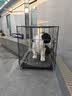 腆宠狗笼猫笼 狗笼子中小型犬带厕所幼犬狗窝猫笼子大号家用围栏兔笼 实拍图