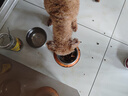 豆柴（docile）经典缤纷冻干狗粮成犬小型犬大型犬犬粮比熊泰迪狗粮试吃40g*5 实拍图