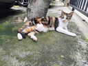 麦富迪猫罐头 红肉猫罐头猫咪零食成幼猫补水亮毛吞拿鱼鸡肉170g*24罐 实拍图