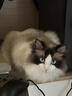 欢宠网宠物猫梳子狗猫毛梳开结梳狗毛清理器梳毛排梳长毛猫咪狗狗神器L 实拍图
