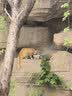 力狼（LILANG）宠物猫粮幼猫成猫零食猫湿粮猫咪猫罐头 囤货 金枪鱼+混合口味 170g*48罐 实拍图