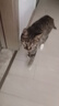 伟嘉猫粮老年猫粮老龄猫1.3kg海洋鱼味夹心粮全价粮 实拍图