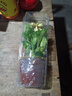 开时果 栀子花盆栽浓香型大花苗 四季懒人好养植物室内阳台庭院耐热花卉 加仑盆【90#栀子花】 实拍图