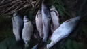 川泽罗非芦苇鱼漂高灵敏短脚细长身轻口猾口底钓醒目鲫鱼黑坑鱼漂 LW01-5( 大型鲫鱼,吃铅2.05g) 高灵敏陈年芦苇 实拍图