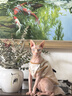 多特思猫零食猫条混合口味15g100支0添加0诱食剂防掉毛成幼猫咪鱼油罐头 实拍图