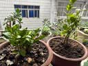 开时果 栀子花盆栽大苗带花苞 四季懒人好养植物室内阳台庭院耐热花卉 加仑盆【90#带花苞】 实拍图