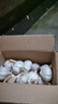 【百万单爆品】紫白皮蒜水果大蒜超市生鲜蔬菜调料即食蒜 【优选】净重0.9斤单果3.5-5cm 实拍图