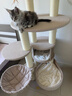 兽牌森林猫爬架大型猫树猫窝一体豪华剑麻猫架太空舱缅因大猫四季适用 森林【经典款】 实拍图