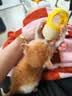 欢宠网猫奶瓶猫咪宠物幼猫幼犬喂奶神器奶嘴喂水喂药器猫咪狗狗小猫小狗 实拍图