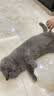 HELLOJOY宠物猫咪狗狗排梳猫梳子宠物去浮毛开结钢梳布偶长毛猫专用猫毛梳 实拍图