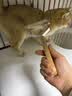 GERTHRON德国宠物梳毛器猫咪狗狗除毛开结排梳针梳长毛全身去浮毛专用梳子 开结刮毛-19齿双面开结【秋季掉毛必备】 双面双用 无痛去结 结实耐用 实拍图