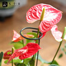 九千谷植物爬藤架包塑钢管园艺支架护花架支撑杆圆环型45CM5个装6423 实拍图
