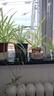 九千谷花盆加仑盆塑料花盆家用园艺种植小花盆带托盘14*14cm 2个装5051 实拍图