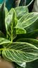 花翁铂金钻盆栽绿植大盆绿萝除室内甲醛花卉水培办公净化空气源头直发 实拍图