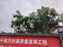 京都念慈菴蜜炼川贝枇杷膏150ml 润肺化痰 止咳平喘 护喉利咽 感冒咳嗽用药 调心降火  实拍图