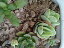 【亏本冲量】多肉植物盆栽新手套餐迷你绿植 2颗不同品种多肉(不带盆和土） 实拍图