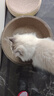 【京东快递】猫抓板猫窝一体式耐磨不掉屑超大可睡觉瓦楞纸磨爪板 圆形50*9【20斤内，送猫薄荷】 实拍图