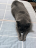 皇家猫粮 英短成猫粮 BS34 通用粮 12月以上 2KG 实拍图