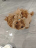 爱丽思（IRIS） 狗狗厕所便盆小型犬公狗厕所固定尿垫防撕咬中型泰迪狗尿盆大号 中号茶色 平板 半开式 实拍图