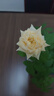 西兰空气清新剂柠檬3盒+茉莉3盒+桂花3盒固体香薰厕所卫生间除臭香氛 实拍图