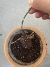 德沃多植物营养土通用8L园艺养花土种菜花卉盆栽多肉种植土 实拍图