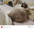 皇家幼猫猫粮 幼猫奶糕 K36 通用粮 4-12月 2KG 实拍图