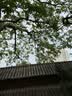七匹狼内裤男抑菌平角裤大红喜庆本命年马年内裤 4条装 纯棉鸿运款  XL 实拍图